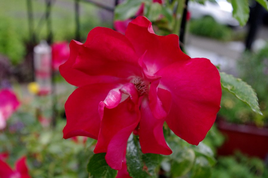 You are currently viewing Write for the Customer