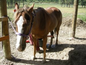 Read more about the article For Want of a Nail