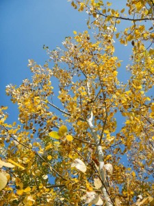 Read more about the article An Ideal Day